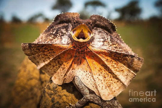 Lizard Ring - Howlite Sterling Silver 925
